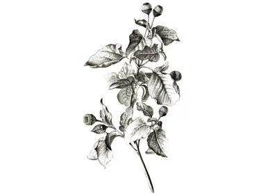 mountainroseherbs20260525081554780185