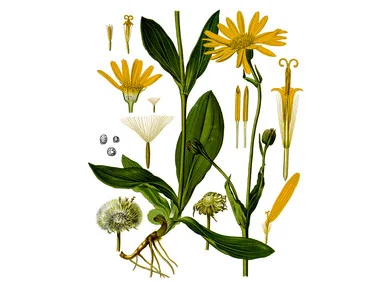 mountainroseherbs20260525081909780593