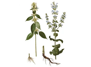 mountainroseherbs20260525082118780825