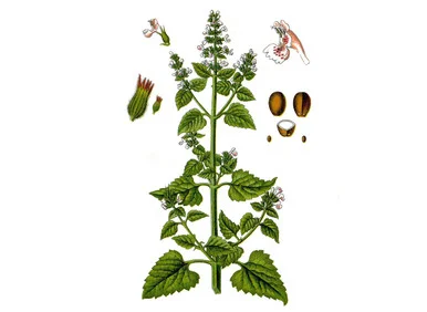 mountainroseherbs20260525082950781735