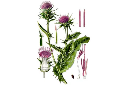 mountainroseherbs20260525083014781776