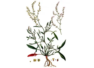 mountainroseherbs20260525083846782544