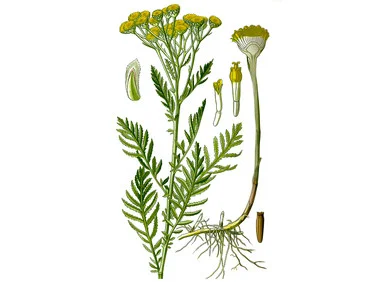 mountainroseherbs20260525084952783722