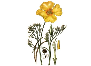 mountainroseherbs20260525090805785794