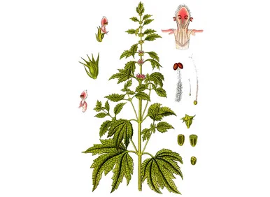 mountainroseherbs20260525090909785922