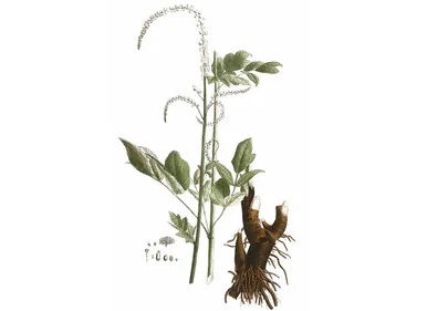 mountainroseherbs20260525164317836138