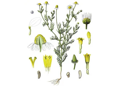 mountainroseherbs20260525170256838023