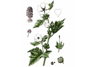 mountainroseherbs20260525171448839105