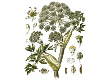 mountainroseherbs20260525171653839293
