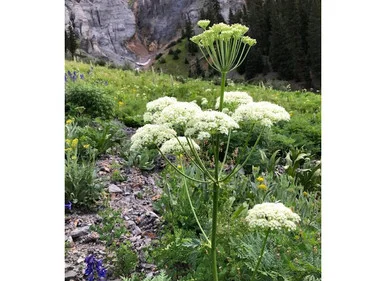 mountainroseherbs20260525172113839686