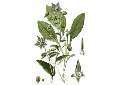 mountainroseherbs20260525172453840041