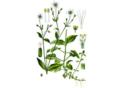 mountainroseherbs20260525173043840608