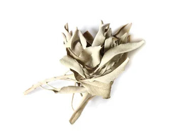 mountainroseherbs20260525173521841050
