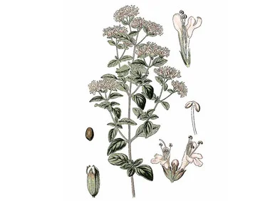 mountainroseherbs20260525173622841148