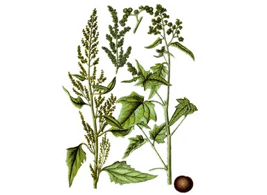 mountainroseherbs20260525173955841521